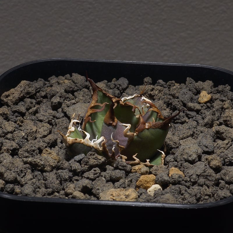 アガベ・チタノタ　シーザー\"凱撒\"② アガベ チタノタ シーザー 凱撒/cae-02 | アガベ専門店