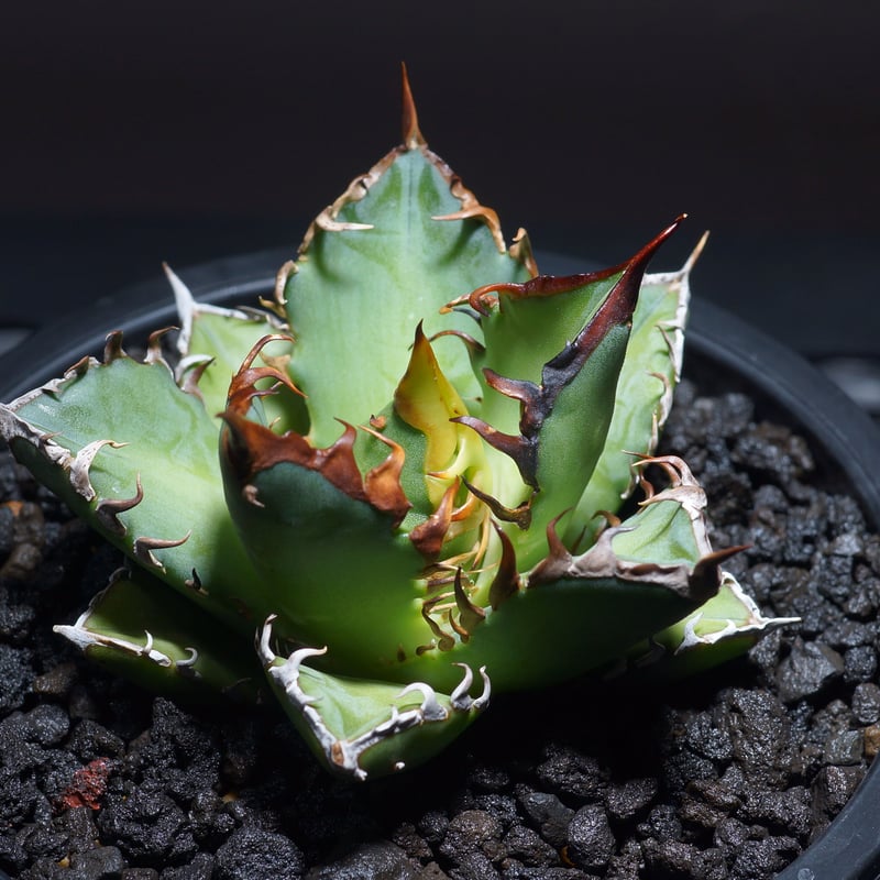 強棘選抜】アガベチタノタ Red Catweazle レッドキャット