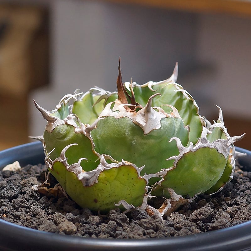 アガベ チタノタ　白鯨　コレクション株 アガベ チタノタ 白鯨 大株 アガベ agave チタノタ 白鯨 25