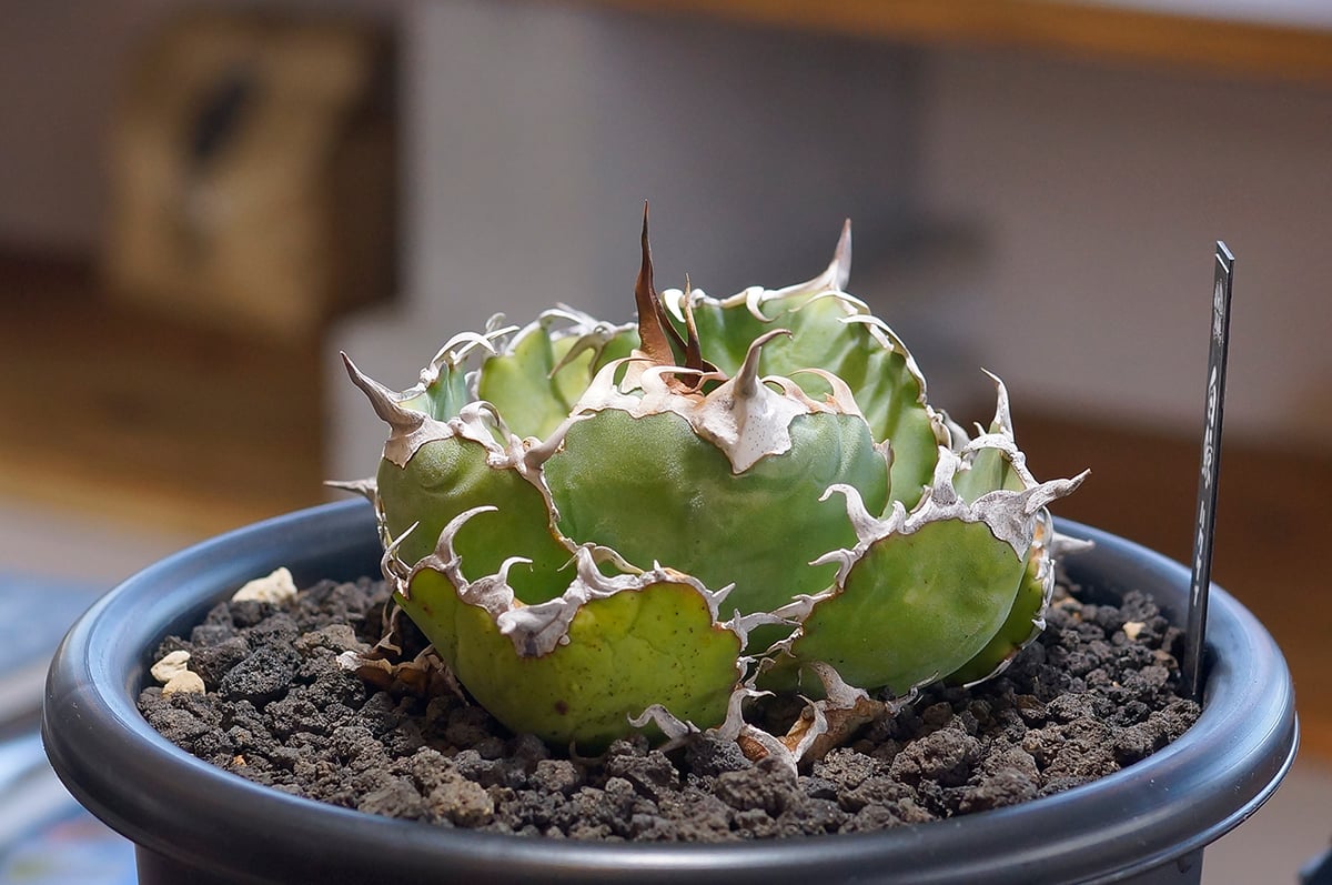 アガベ　チタノタ　白鯨 アガベ・チタノタ ”白鯨” 3.5号鉢 | | チタノタ銘品シリーズ