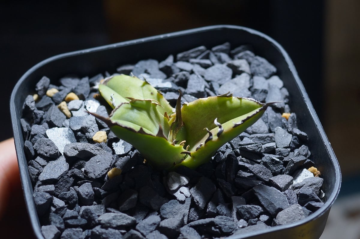 アガベ　チタノタ　白犀牛 アガベ チタノタ 白犀牛/ 毒刺産 wr-04 | アガベ専門店