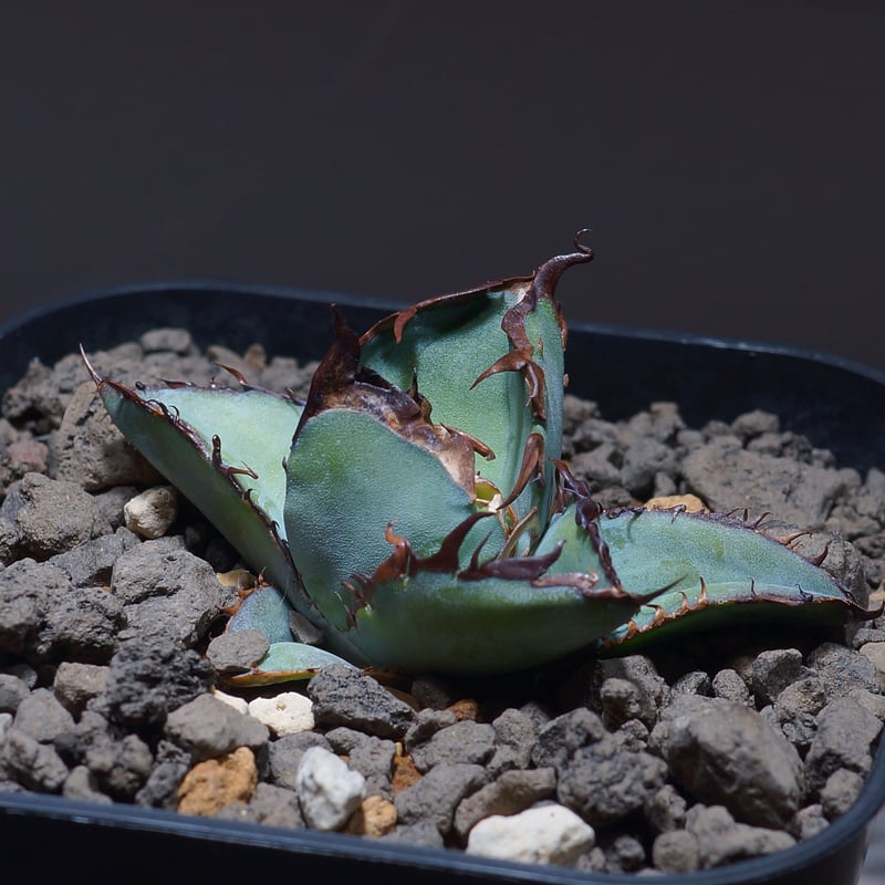 アガベ チタノタ ブラックアンドブルー/bb-24 | アガベ専門店