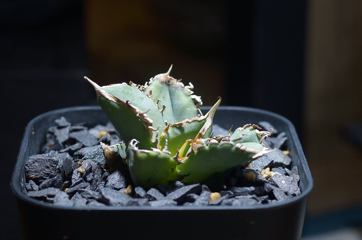 アガベ チタノタ 清櫻/ Dragon Agave産 so-03 | アガベ専門店 モンスタ