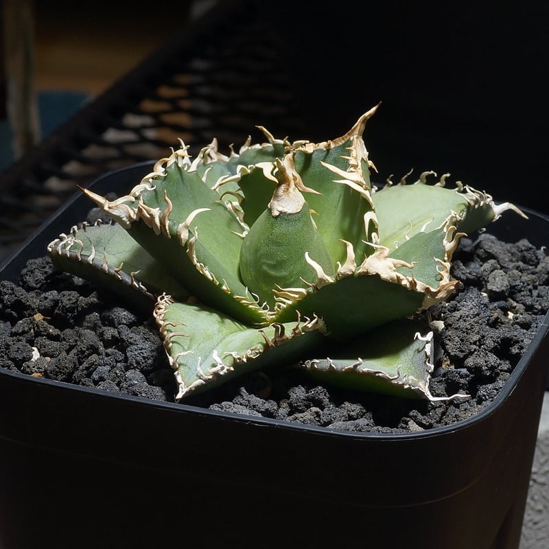 アガベ チタノタ 金剛 キングコング / KK-04 | アガベ専門店