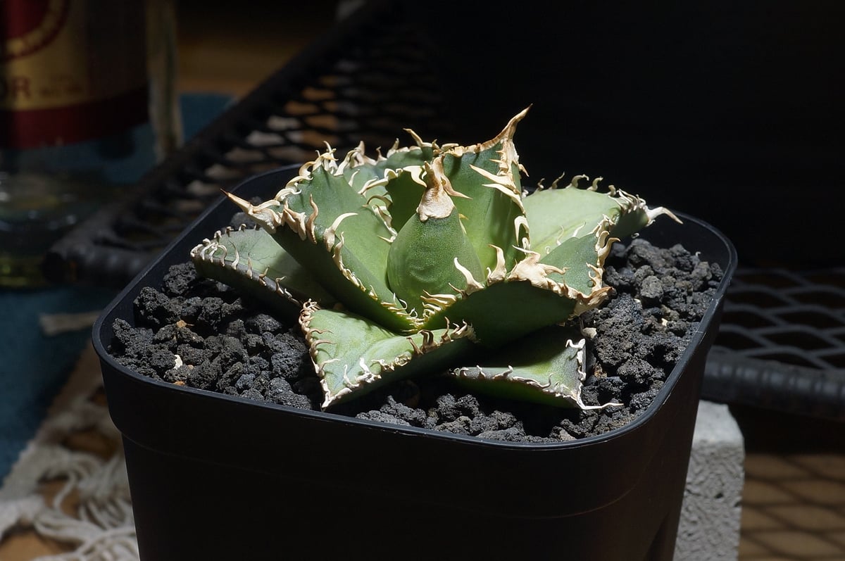 アガベ チタノタ 金剛 キングコング / KK-04 | アガベ専門店