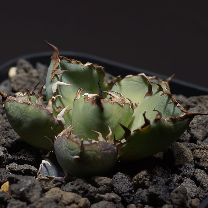 アガベ チタノタ　黒鯨　大株 アガベ チタノタ 黒鯨 | GREEN LUCK