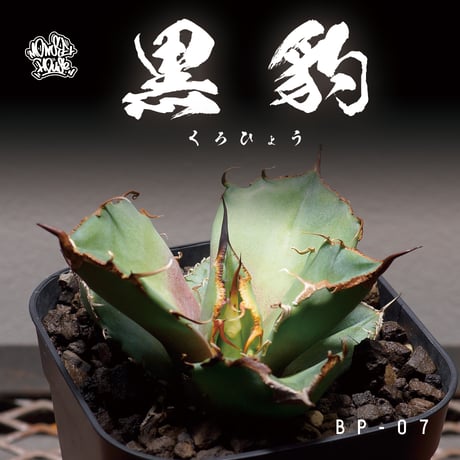 アガベアイアンプランター／シーザー鉢付き販売ボールタイプ