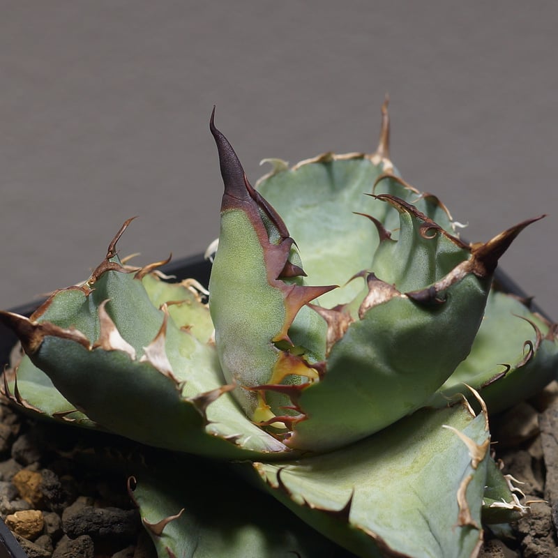 アガベ チタノタ ブラックアンドブルー/bb-34 | アガベ専門店