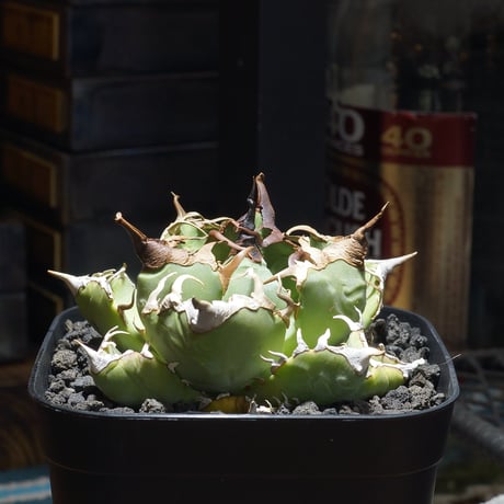 アガベ魔丸 | STORES