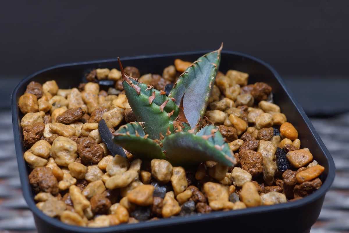 【コレクション株】アガベ　チタノタ　ホワイトファイヤー　白火焔　レア 委）アガベ チタノタ 白火焔 ホワイトファイヤー【919