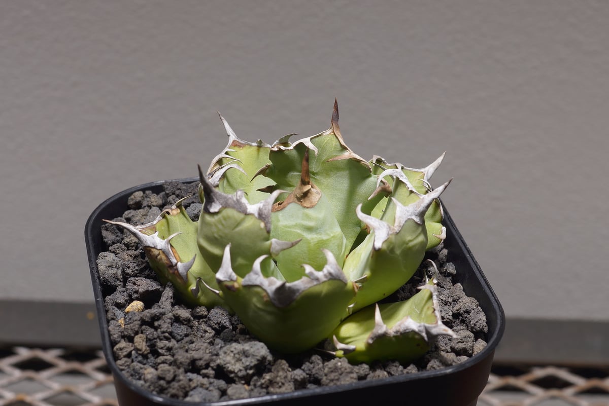 アガベ　チタノタ　妖怪 Agave 妖炎×武蔵巌龍 hybrid utahensisx(colorataxtitanota