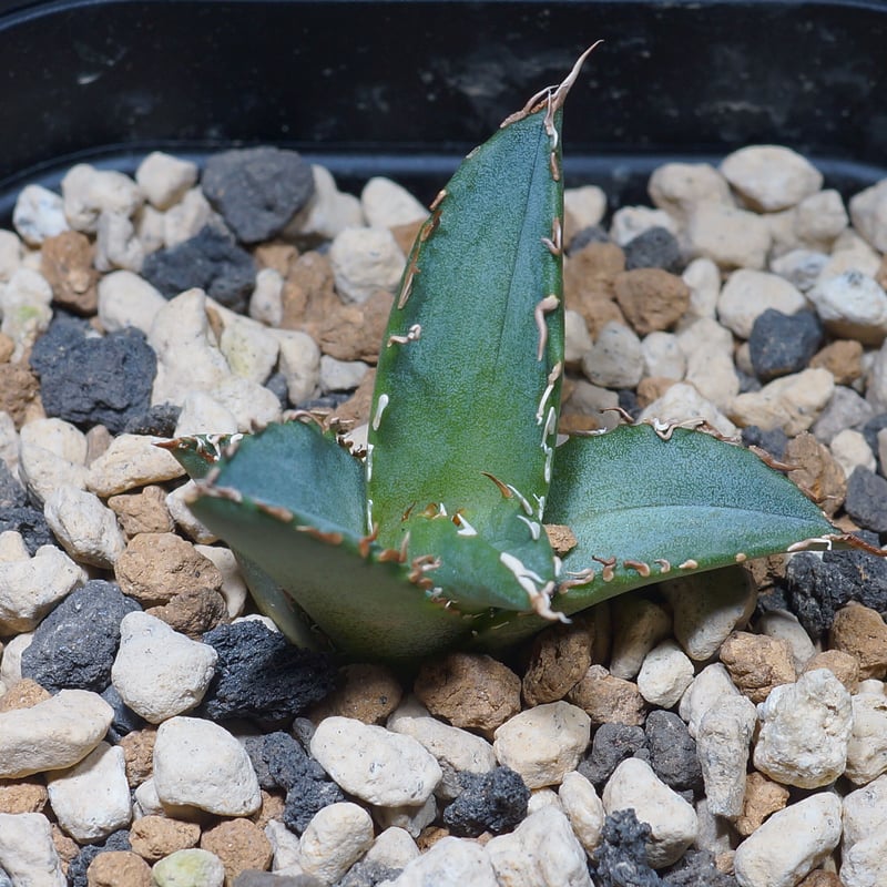 優良血統 希少株】アガベ アルアル（AL-03）インドネシア輸入株