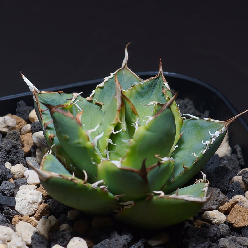 Style_of_chikara アガベ ナンバーワン子株2個付鉢付送料込