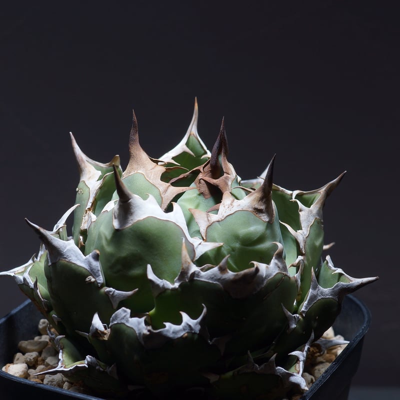 アガベ チタノタ 姫厳竜（ボールタイプ）/ HM-05 | アガベ専門店