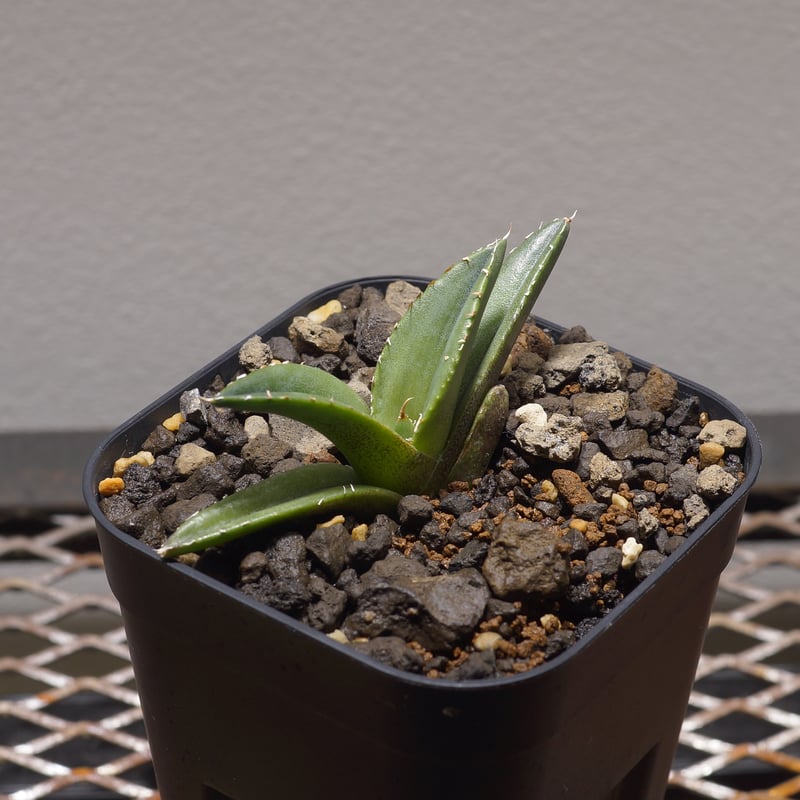 アガベ チタノタ 緑幽霊 / GG-04 | アガベ専門店 モンスターハウス