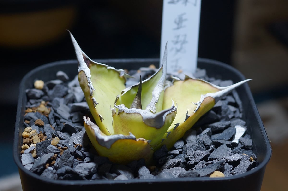 アガベ チタノタ キングアーサー/ 毒刺産 ka-01 | アガベ専門店