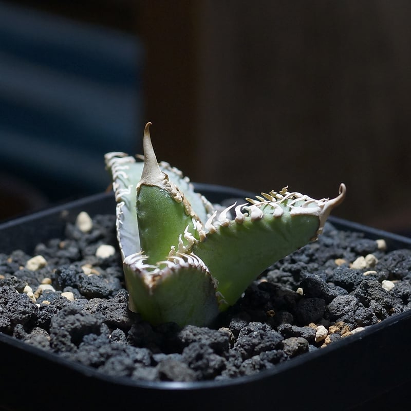 アガベ チタノタ 台湾ゴジラ / TG-01 | アガベ専門店 モンスターハウス