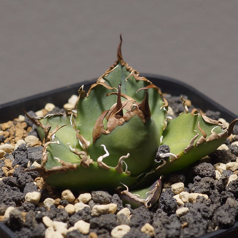 アガベ チタノタ シーザー 凱撒/cae-06 | アガベ専門店 モンスターハウス