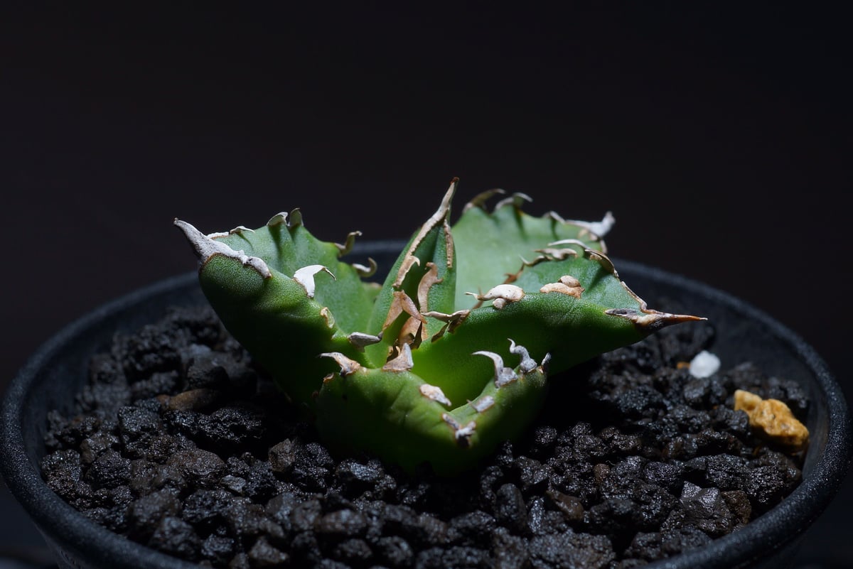 大好き アガベ チタノタ バラクーダ barracuda 親株 植物/観葉植物