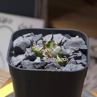 アガベ チタノタ シーザー 凱撒/ Berlin産 cae-16 | アガベ専門店