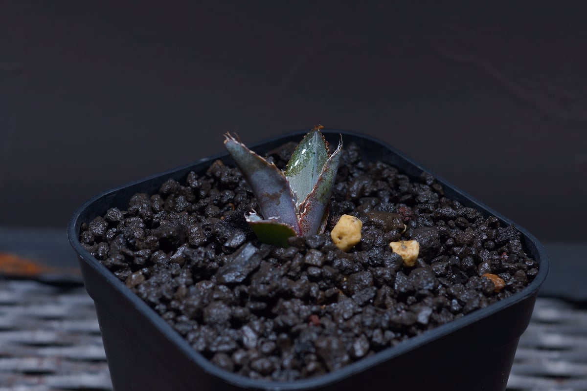 アガベ チタノタ ブラックアンドブルー（bb-16）BB子株 | アガベ専門店