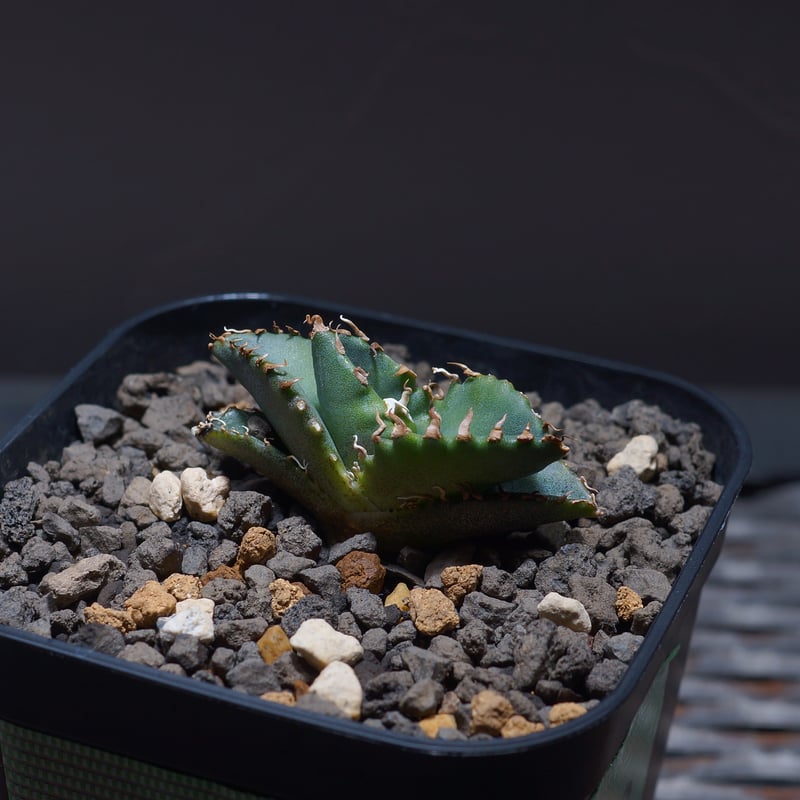 アガベ チタノタ 小雨新白鯨/KNW-03 | アガベ専門店 モンスター