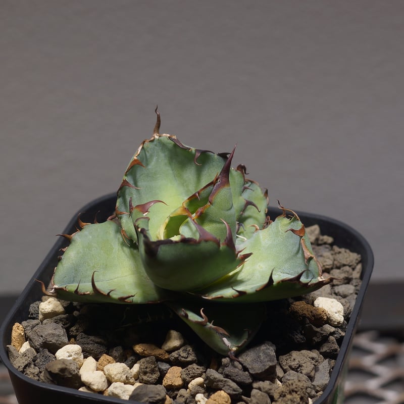 アガベ チタノタ ブラックアンドブルー/bb-33 | アガベ専門店