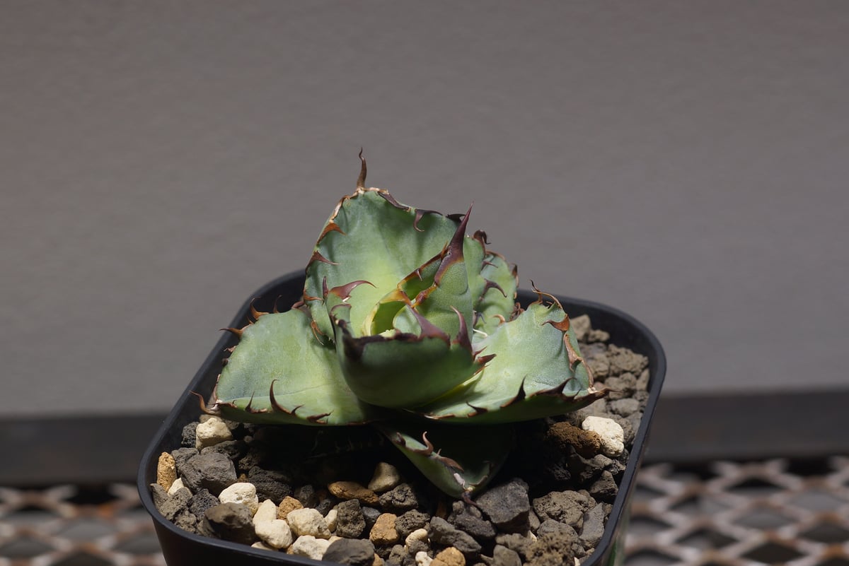 アガベ　チタノタ　BB アガベ チタノタ ブラックアンドブルー/bb-33 | アガベ専門店