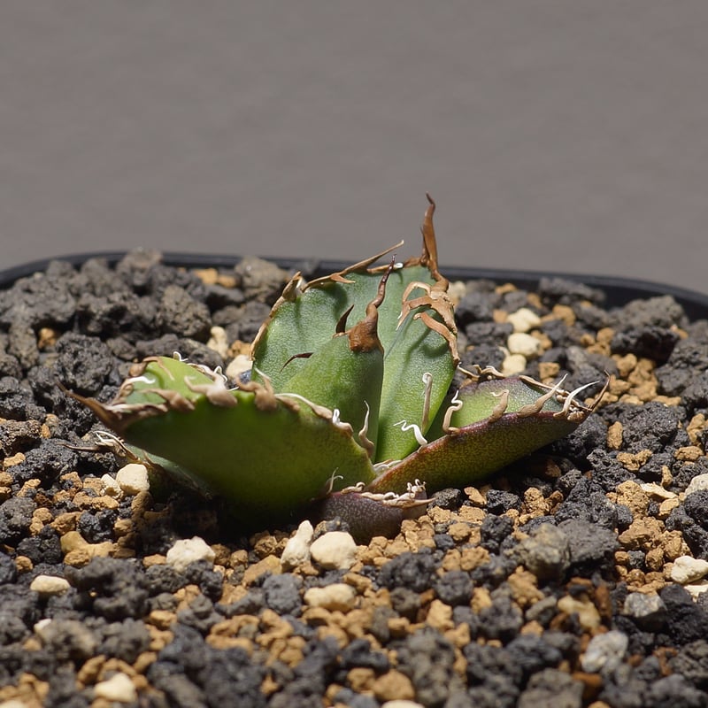 アガベ チタノタ シーザー 凱撒/cae-09 | アガベ専門店 モンスターハウス