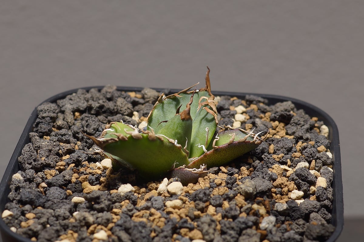アガベ チタノタ シーザー 凱撒/cae-09 | アガベ専門店 モンスターハウス
