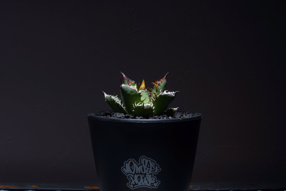 強棘選抜】アガベチタノタ Red Catweazle レッドキャットウィーズル