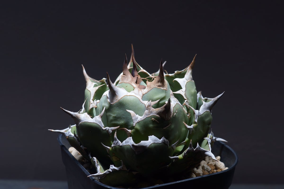 【コレクション、ボール株】アガベ　チタノタ　姫厳竜　ずっしり　子株付き アガベ チタノタ ドワーフ 