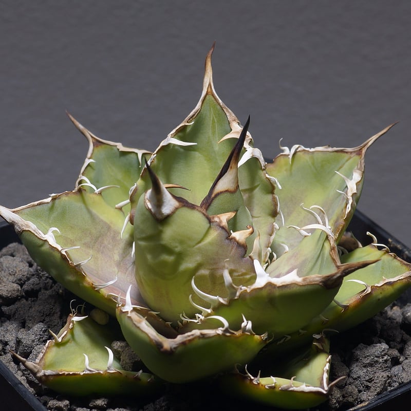 アガベ チタノタ ナンバーワン錦/子株 N1-05 | アガベ専門店