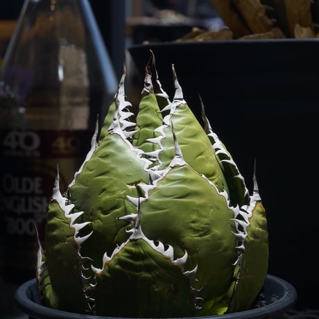 アガベホリダ | STORES