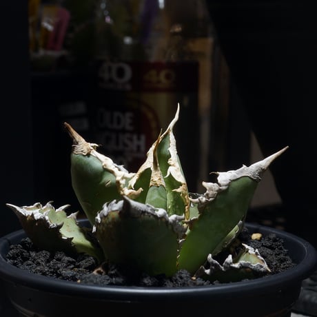 アガベ狼人 | STORES