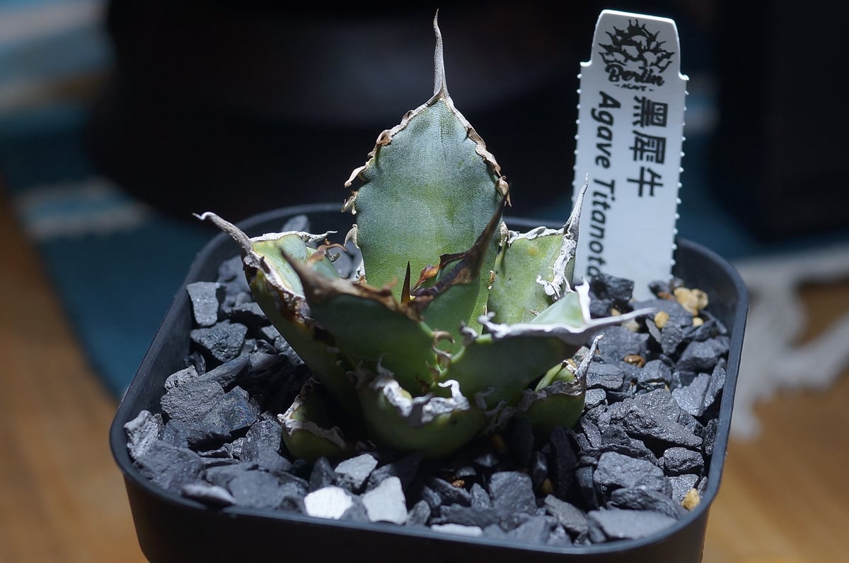 アガベ チタノタ　黒火焔　特選　台湾由来　Berlin産 アガベ チタノタ 黒火焔 特選 台湾由来 Berlin産 小さめ メルカリ便