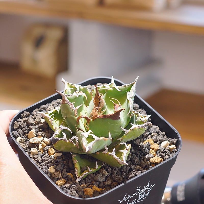 アガベ チタノタ 魔丸 / MG-05 | アガベ専門店 モンスターハウス