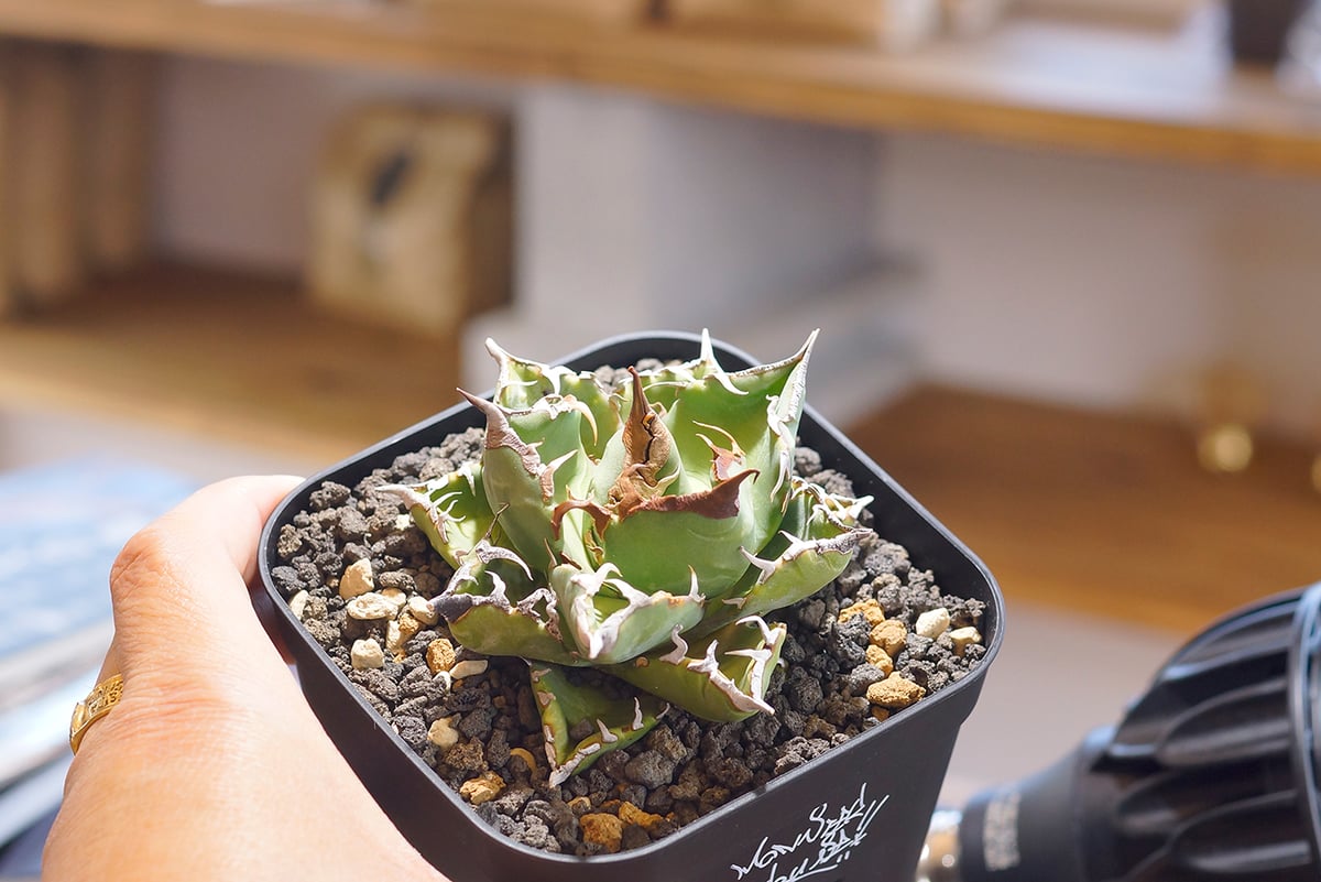 アガベ チタノタ 魔丸 / MG-05 | アガベ専門店 モンスターハウス