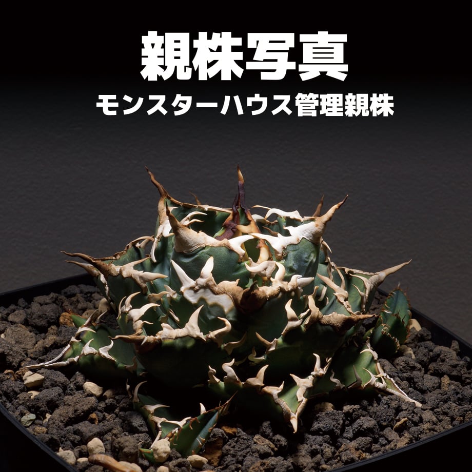 アガベ チタノタ 厳龍 特選株（益子焼 宿家綾子 作家鉢付き） アガベ チタノタ 厳龍 特選株（益子焼 宿家綾子 作家鉢付き）