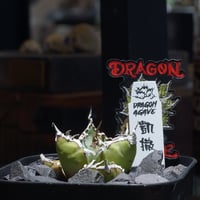 アガベチタノタ　白犀牛　大株　DragonAgave産　限定タグ付き アガベ チタノタ 