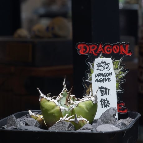 CATEGORY 新商品 | アガベ専門店 モンスターハウス