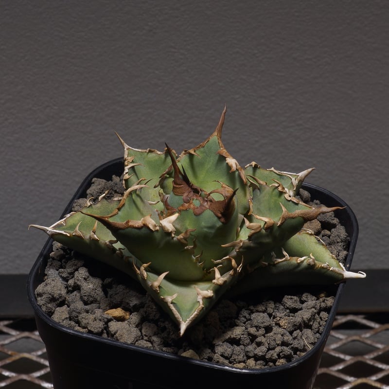 アガベ オテロイ 夕映厳竜/子株 YB-06 | アガベ専門店