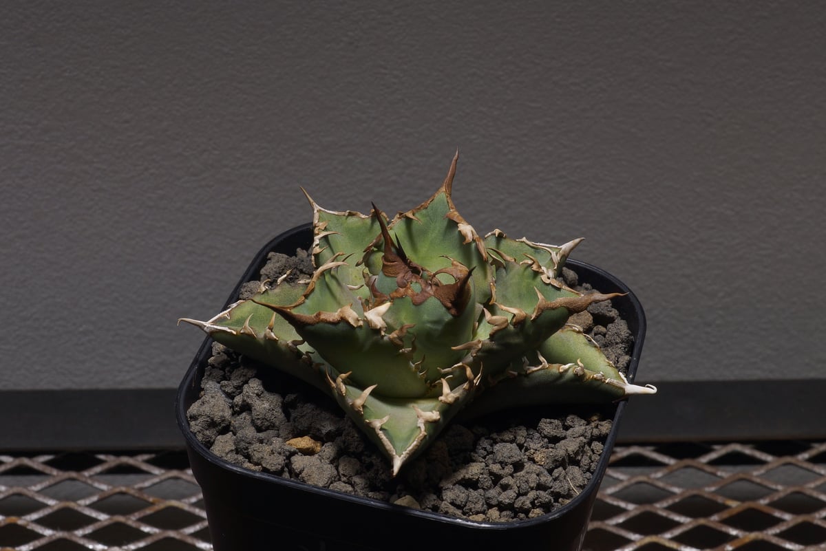 アガベ オテロイ 夕映厳竜/子株 YB-06 | アガベ専門店 モンスターハウス