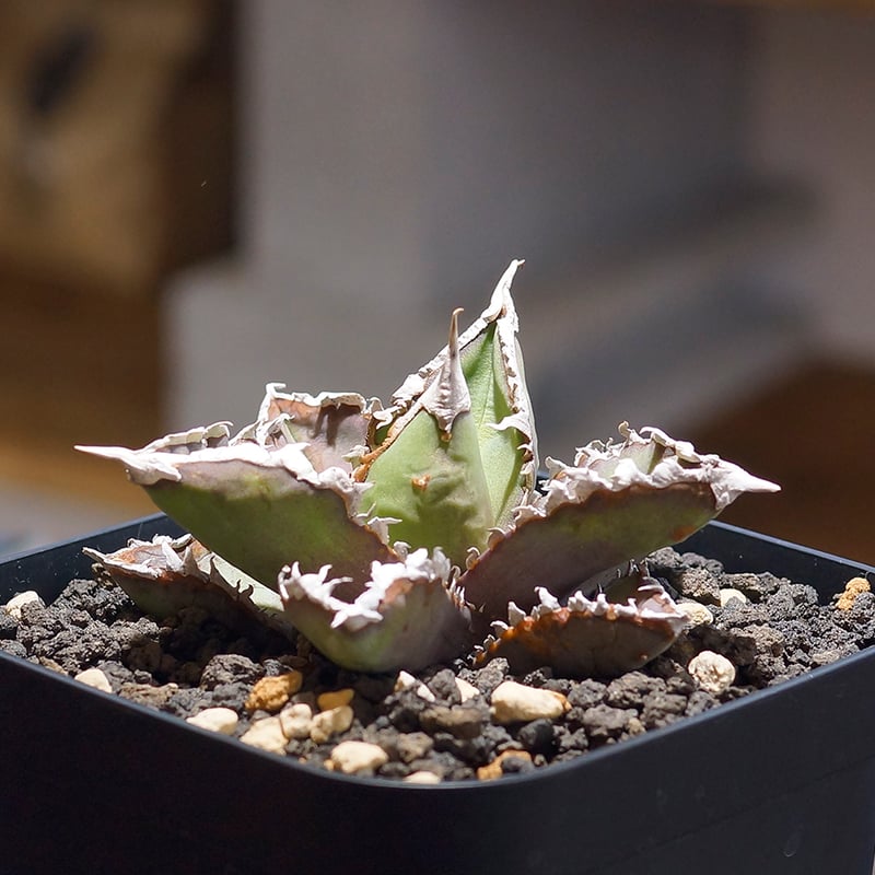 勉*ろ様 アガベ チタノタ 狼牙 大株 アガベ チタノタ '狼牙' | STELLA.PLANTS