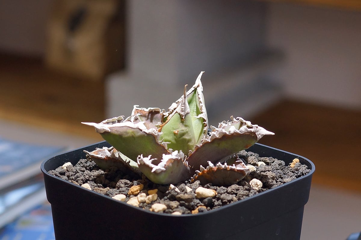 アガベ チタノタ 狼人 RN-02 | アガベ専門店 モンスターハウス アガベ チタノタ 狼人 RN-02 | アガベ専門店 モンスターハウス