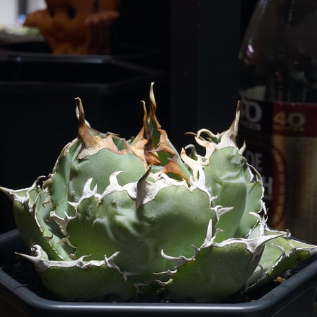 アイテム | アガベ専門店 モンスターハウス