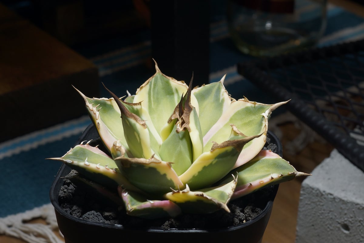 アガベ チタノタ スナグルトゥース 暴牙 /ST-01 | アガベ専門店