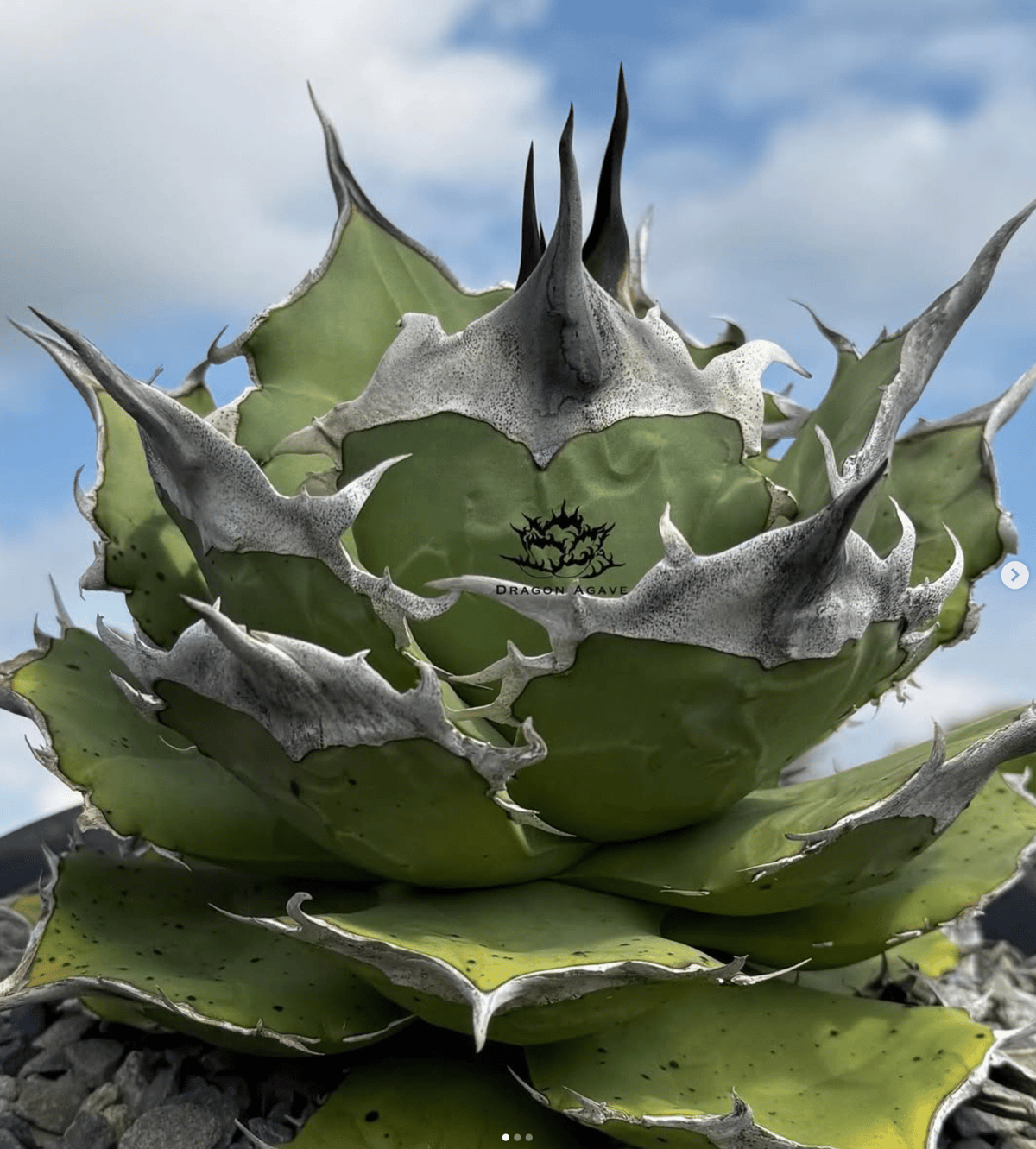 アガベ チタノタ Dennis 040 キングアーサー/ Dragon Agave産 D04