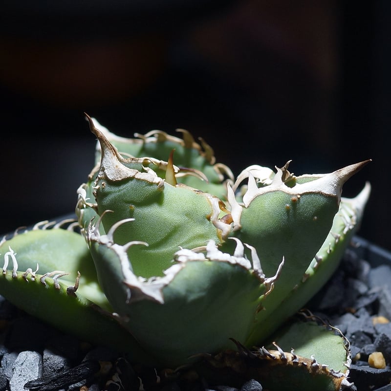 アガベ チタノタ Dennis 018/ Dragon Agave産 D018-01 | ア