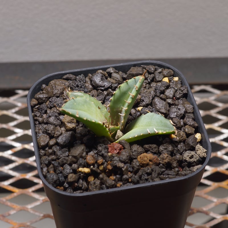 アガベチタノタ　龍牙 アガベ チタノタ 龍牙 agave titanota dragon fang 鉢付き発送 |